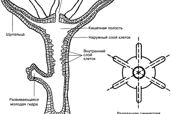 Кракен оф