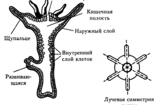 Ссылка на кракен в тор браузере kr2web in